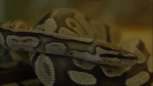 Largest Snakes I've Ever Seen! Anaconda, Titanoboa & Pythons смотреть онлайн