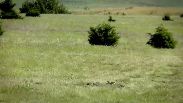 Prairie Predators - 2012 Dog Hunt смотреть онлайн