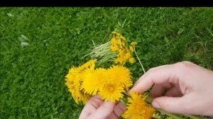 Как сплести венок из одуванчиков? 2 способа плетения.