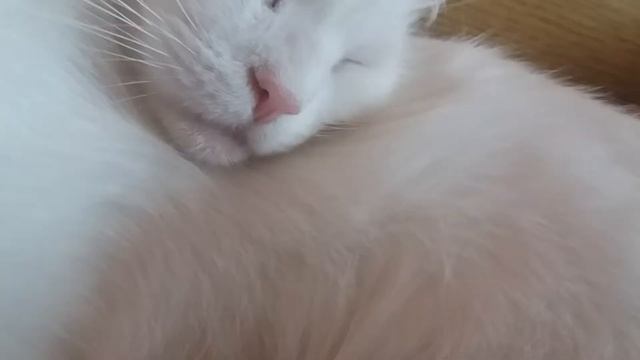 Как кошки дышат. КОШАЧЬЯ ЖИЗНЬ смотреть онлайн