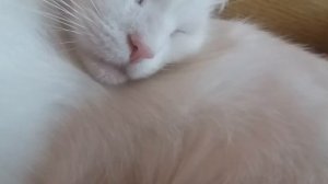 Как кошки дышат. КОШАЧЬЯ ЖИЗНЬ