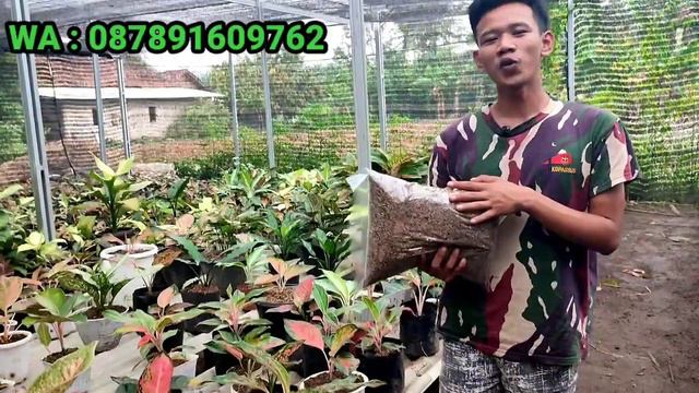 TURUN HARGA!!!! PROMO AGLONEMA MURAH MERIAH MULAI 10.000 AN SPECIAL DI KEBUN SENDIRI смотреть онлайн