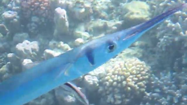 Hornhecht (Tylosurus choram) смотреть онлайн