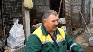 Декоративные голуби, продажа.