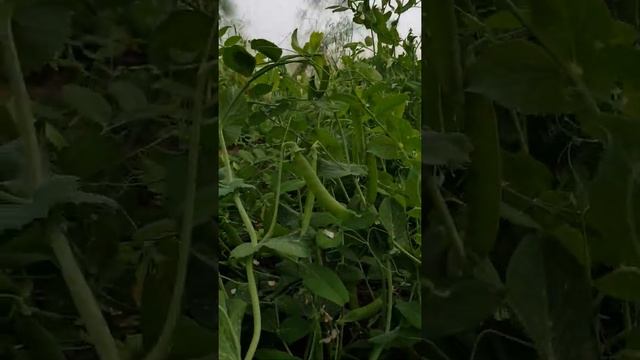 Горох Оскар в теплице поспел. смотреть онлайн