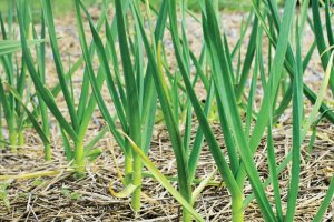 Первая и самая главная подкормка чеснока весной.