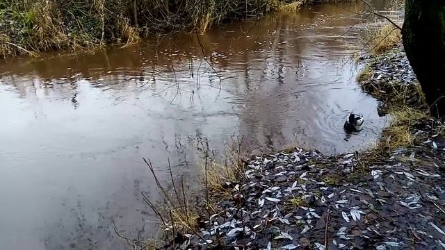 Колесниковы /Обзор новых ВЛОГОВ /Мясо появилось/Сметана пропала/ Опять про Зады// смотреть онлайн