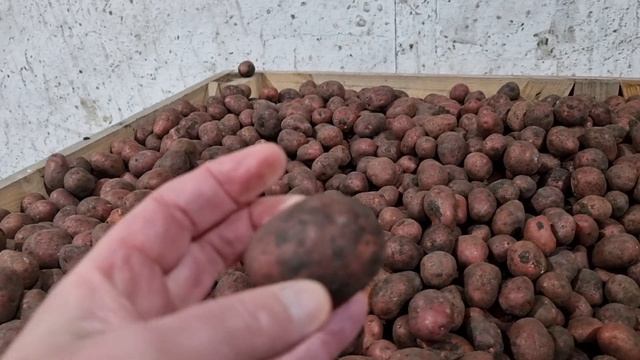 3 марта 2023 г. Сорт Алуэт уезжает на мойку, дальше сорт Аризона ??? смотреть онлайн