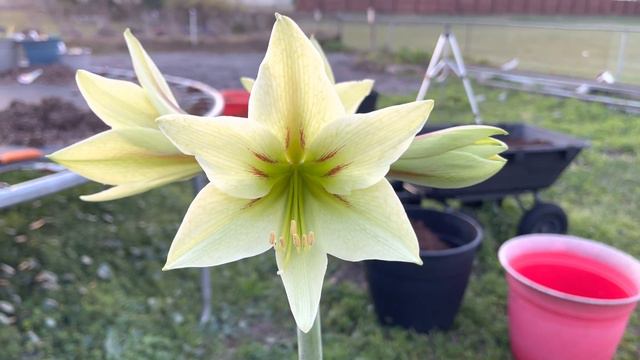 Hippeastrum Green Valley