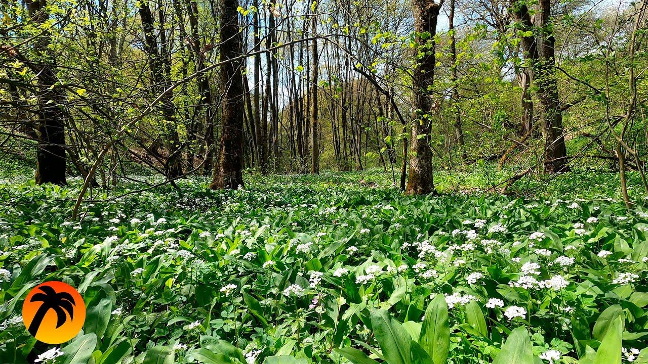 12 hours Relaxing Nature Sounds of Spring Forest for Long Sleep смотреть онлайн