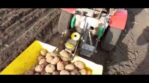 Минитрактор переломка. Посадка картофеля  картофелесажалкой