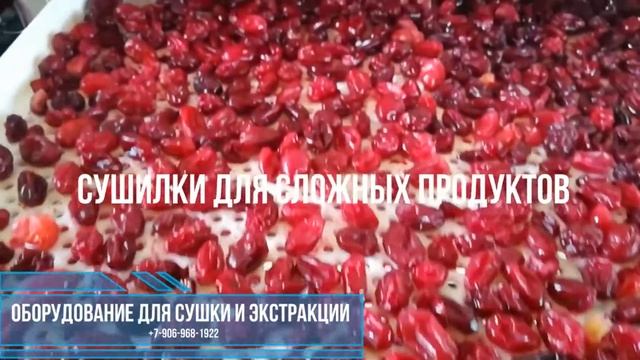 Клюква сушеная. Какое оборудование использовать для сушки клюквы и других ягод? смотреть онлайн