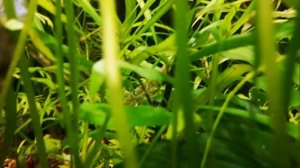 Запуск нового аквариума. Как запустить аквариум.