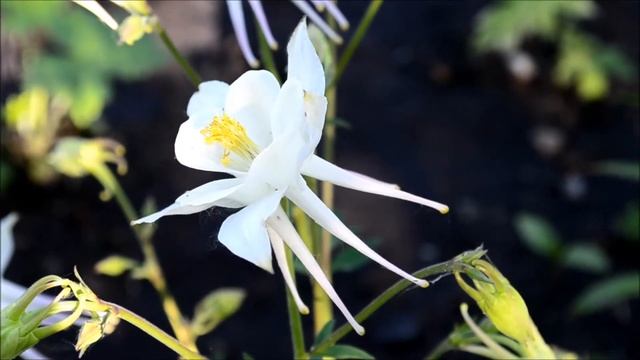 Аквилегия гибридная Белая Звезда смотреть онлайн