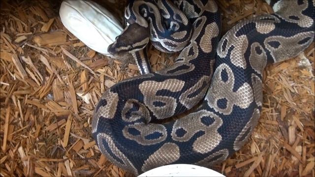 Ball Python Egg Binding Update смотреть онлайн