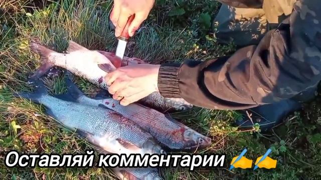 Рыбалка; разделка и засолка рыбы? Лето 2023г. смотреть онлайн