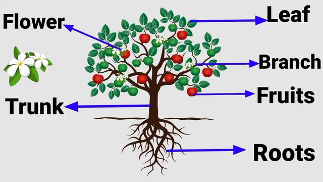 Parts of a Tree for Kids | Learn Parts of a Tree for Kids | Tree and their Parts for Kids