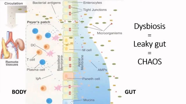 The Gut Health Talk - March 2020