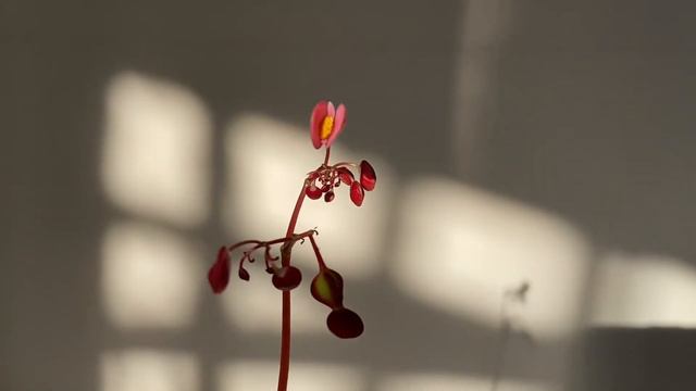 Begonia Haul | Unique Foliage смотреть онлайн