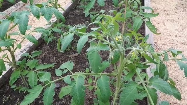 Томаты цветут и пора пасынковать. смотреть онлайн