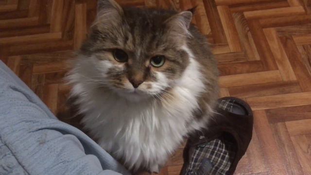 Сибирский кот Потап. Не выспался смотреть онлайн