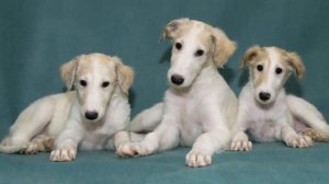 Собака Русская борзая плюсы и минусы породы | Собаководство | Порода Русская борзая