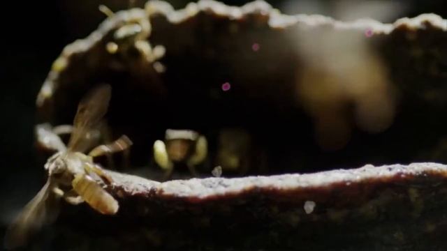 варенье из клюквы смотреть онлайн