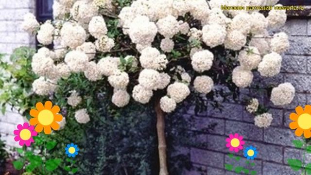 Калина обыкновенная на штамбе Эскимо. Краткий обзор, описание характеристик viburnum opulus Eskimo смотреть онлайн