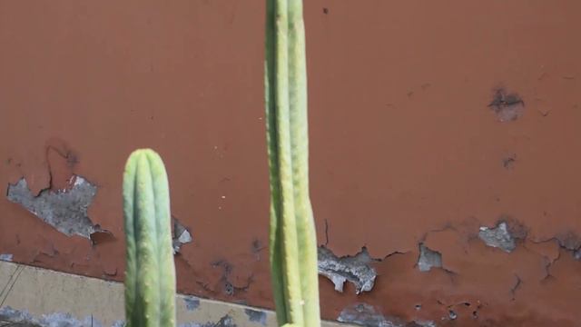 🤔Cómo IDENTIFICAR RECONOCER DETECTAR Diferenciar un CACTUS SAN PEDRO ✪ Diferenciarlo y Reconocerlo смотреть онлайн