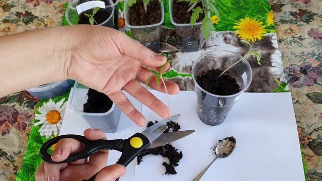 Как правильно пикировать томаты// Видео о пикировке томатов, рассады перца, баклажан смотреть онлайн