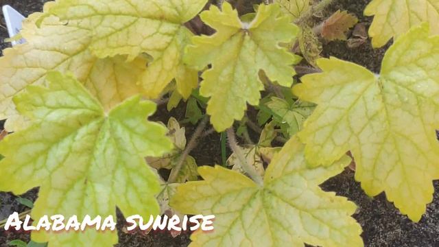 Гейхерелла Alabama sunrise смотреть онлайн