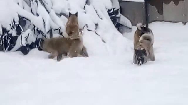 Американская Акита смотреть онлайн
