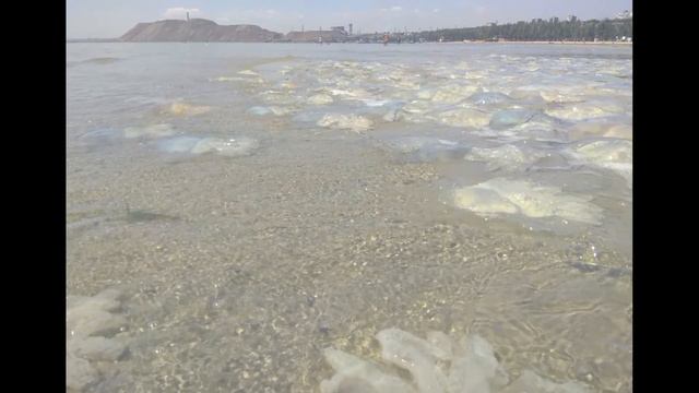 Погибшие медузы. Мариуполь. 30.07.20 смотреть онлайн