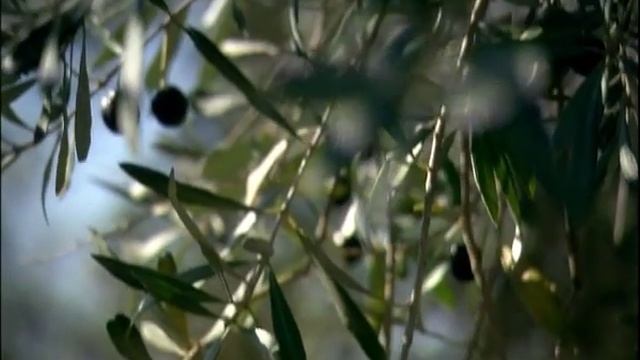 Оливковое дерево - Gamila Secret смотреть онлайн