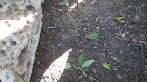 Кампсис лиана. Как бороться с порослью кампсиса, сохранив маточное растение. Не будет у вас поросли