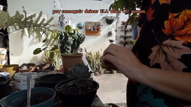 Manutenção da Agave e Aeoniuns смотреть онлайн