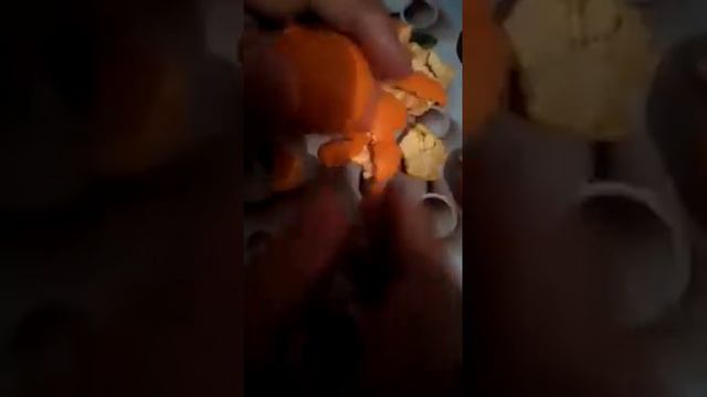 Мандарины опасны для жизни, будьте внимательны! смотреть онлайн