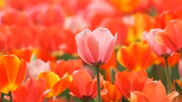 Невероятно красивая музыка и цветы! Самая красивая мелодия на свете! Эту музыку можно слушать вечно смотреть онлайн