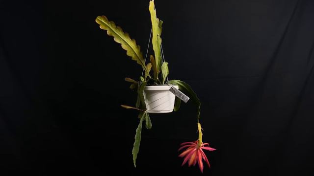 Disocactus hybrid - ‘Dragonheart’ смотреть онлайн