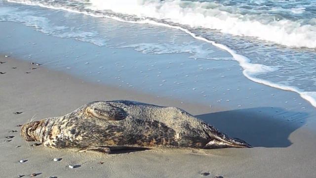 Тюлень отдыхает на морском побережье Куршской косы смотреть онлайн