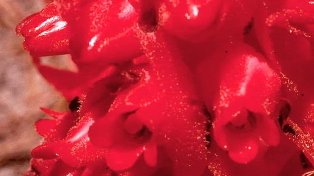 Red Snow Plant смотреть онлайн