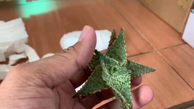 Unboxing Aloe Hybrid from Bianco Hardinero & Glanz Ang [October 2021] смотреть онлайн