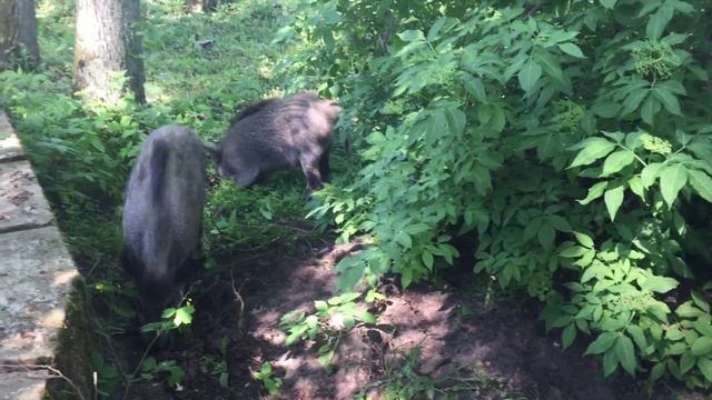 ЗВЕРСКОЕ НАПАДЕНИЕ КАБАНА НА ЧЕЛОВЕКА!!! смотреть онлайн