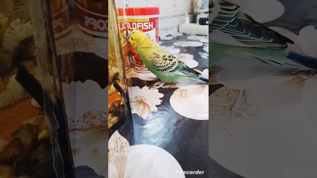🦜🦜🦜самый милый попугай на- свете🦜🦜🦜 смотреть онлайн