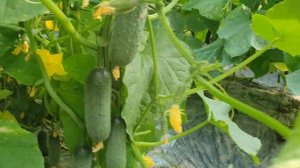 Овощи Растут. Огурец Мадрилене F1