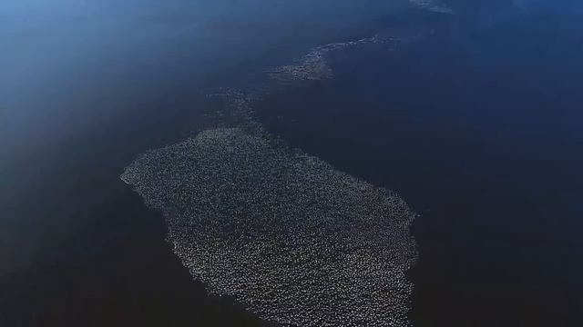 Planet Earth ** Best Scenes **