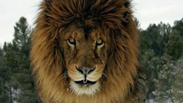 Wild cats 🐆 дикие кошки смотреть онлайн