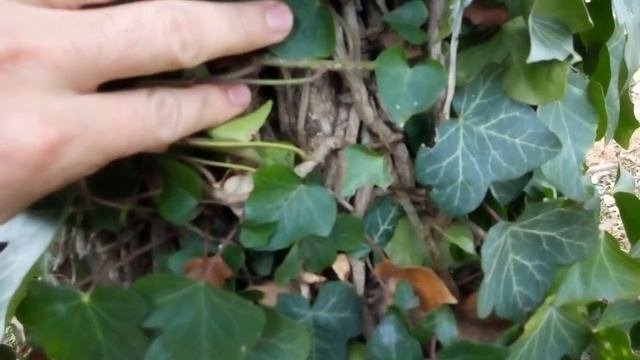 Плющ ,как из за него погибает дерево /Ivy how much weaves смотреть онлайн