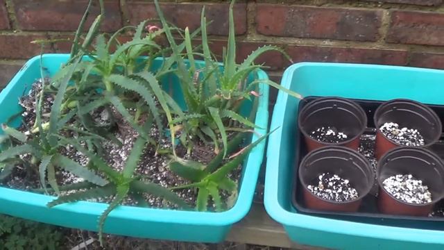 Growing Aloe arborescens From Seeds #succulents смотреть онлайн