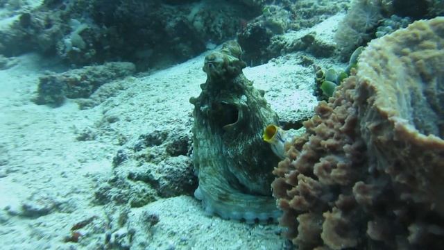 Coconut Octopus, Bunaken, Indonesia 2012 смотреть онлайн